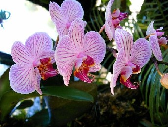 Orchidee
